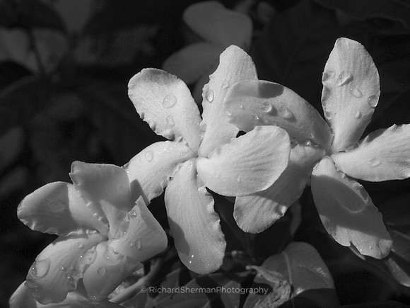 Morning Sun BW