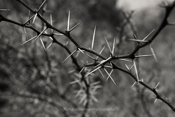 Thorns of Night