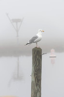 Waiting for the Fog to Clear