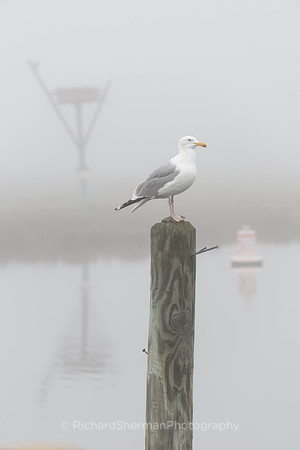 Waiting for the Fog to Clear