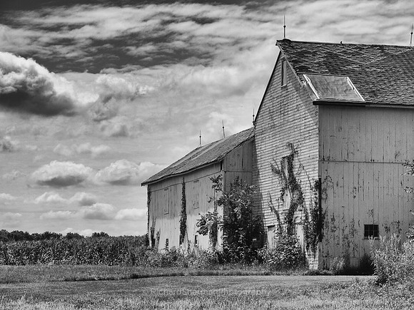 Jersey Farm BW