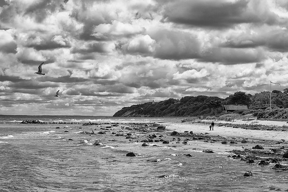 Shore Birds BW