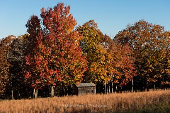 Autumn Field