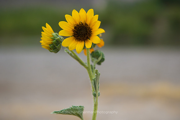 Texas Wildflower