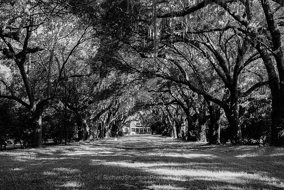 Carolina Oaks BW