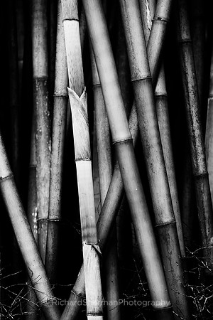 Bamboo BW