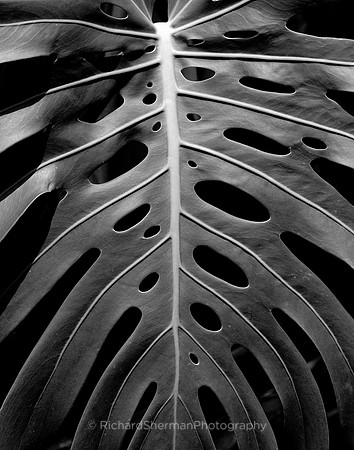 Giant Leaves BW